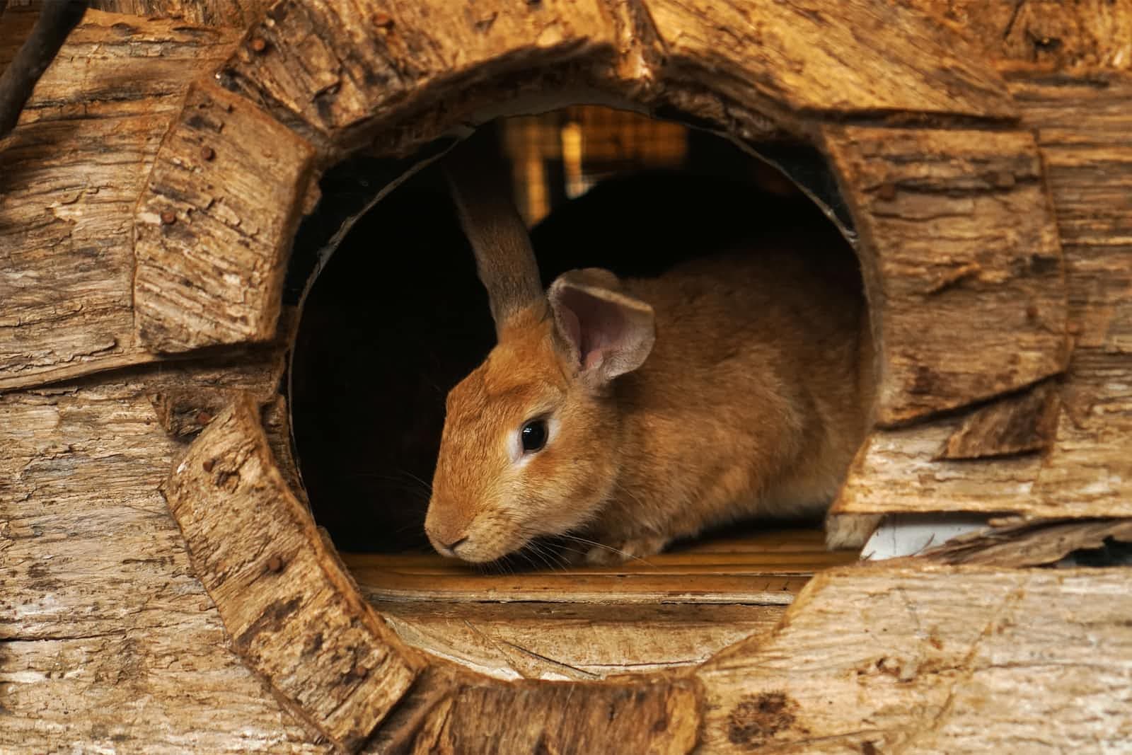 Rabbit hole